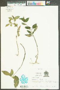 Justicia ovata image