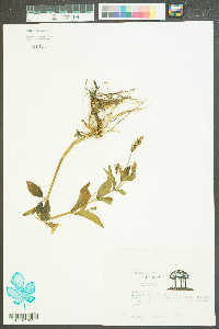 Justicia ovata image