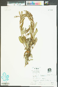 Kalmia angustifolia image
