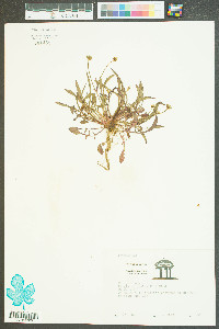 Krigia virginica image