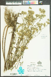 Kuhnia eupatorioides image