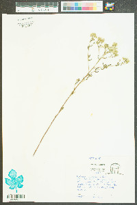 Kuhnia eupatorioides image