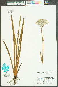 Lachnanthes caroliniana image