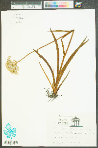 Lachnanthes caroliniana image