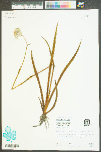 Lachnanthes caroliniana image