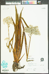 Lachnanthes caroliniana image