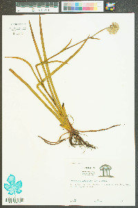 Lachnanthes caroliniana image