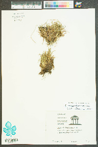 Lachnocaulon anceps image