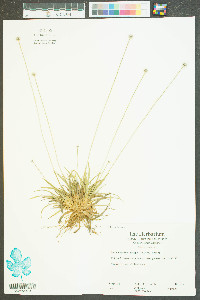 Lachnocaulon anceps image