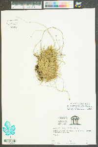 Lachnocaulon anceps image