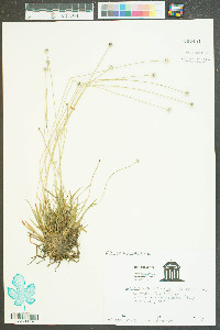 Lachnocaulon anceps image