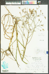 Lactuca graminifolia image