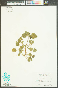 Lamium purpureum image