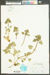 Lamium purpureum image