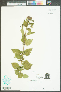 Lantana camara image