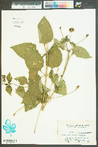 Lantana camara image