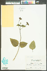 Lantana horrida image