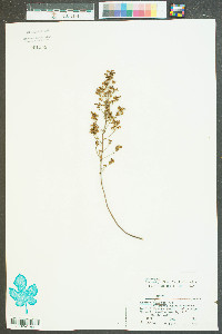 Lechea mucronata image