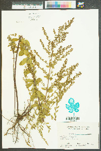 Lechea mucronata image