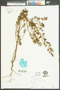 Lechea mucronata image