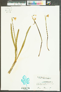 Leucojum aestivum image