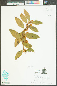 Leucothoe axillaris image