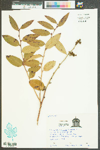 Leucothoe axillaris image