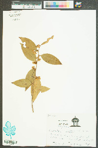 Leucothoe axillaris image