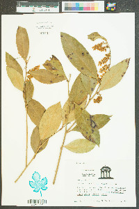 Leucothoe axillaris image