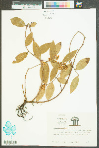 Leucothoe axillaris image