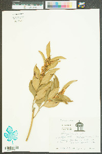 Leucothoe axillaris image