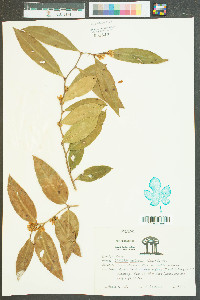 Leucothoe axillaris image