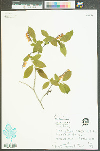 Leucothoe racemosa image