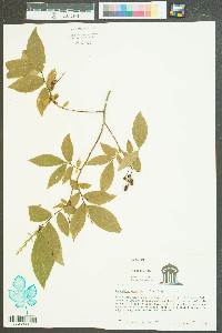 Leucothoe racemosa image