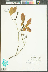 Leucothoe racemosa image