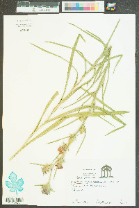 Liatris squarrosa image