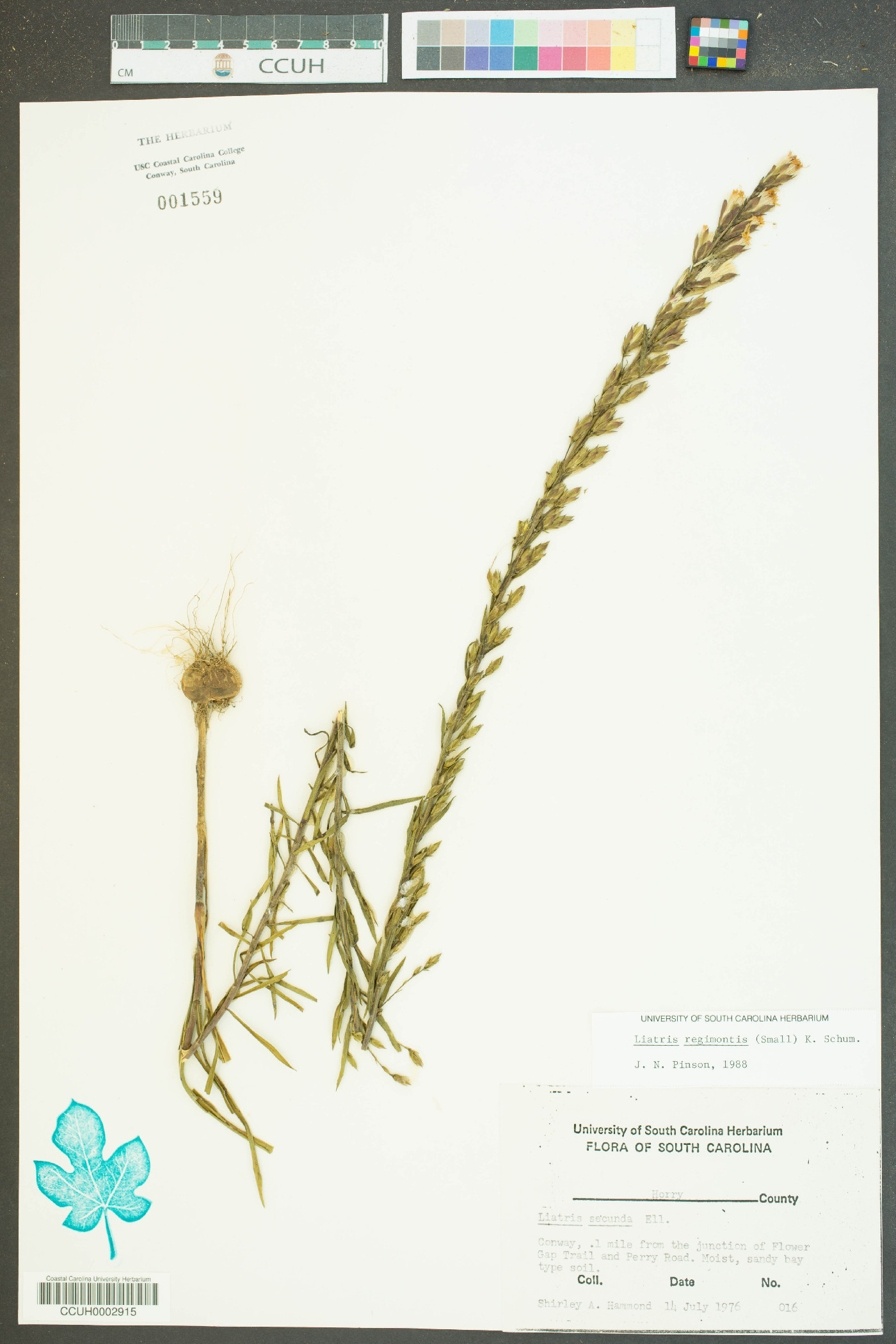 Liatris regimontis image