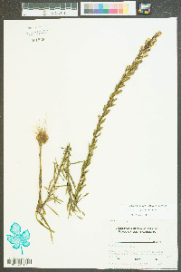 Liatris regimontis image