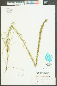 Liatris regimontis image