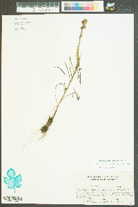 Liatris regimontis image