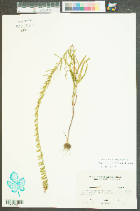 Liatris regimontis image