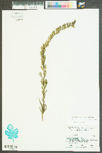 Liatris regimontis image