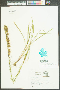 Liatris regimontis image