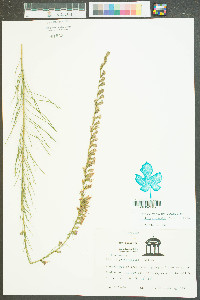 Liatris regimontis image