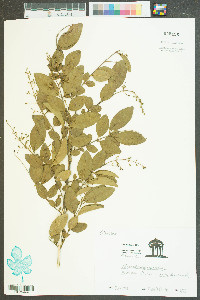 Ligustrum sinense image