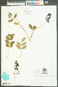 Ligustrum sinense image