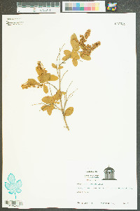 Ligustrum sinense image