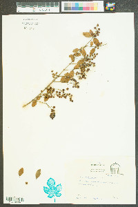 Ligustrum sinense image