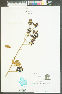 Ligustrum sinense image