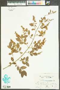 Ligustrum sinense image